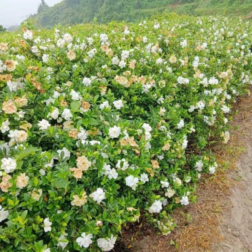大、中叶栀子鲜花、双层鲜花、球、大量长期实力供应！
