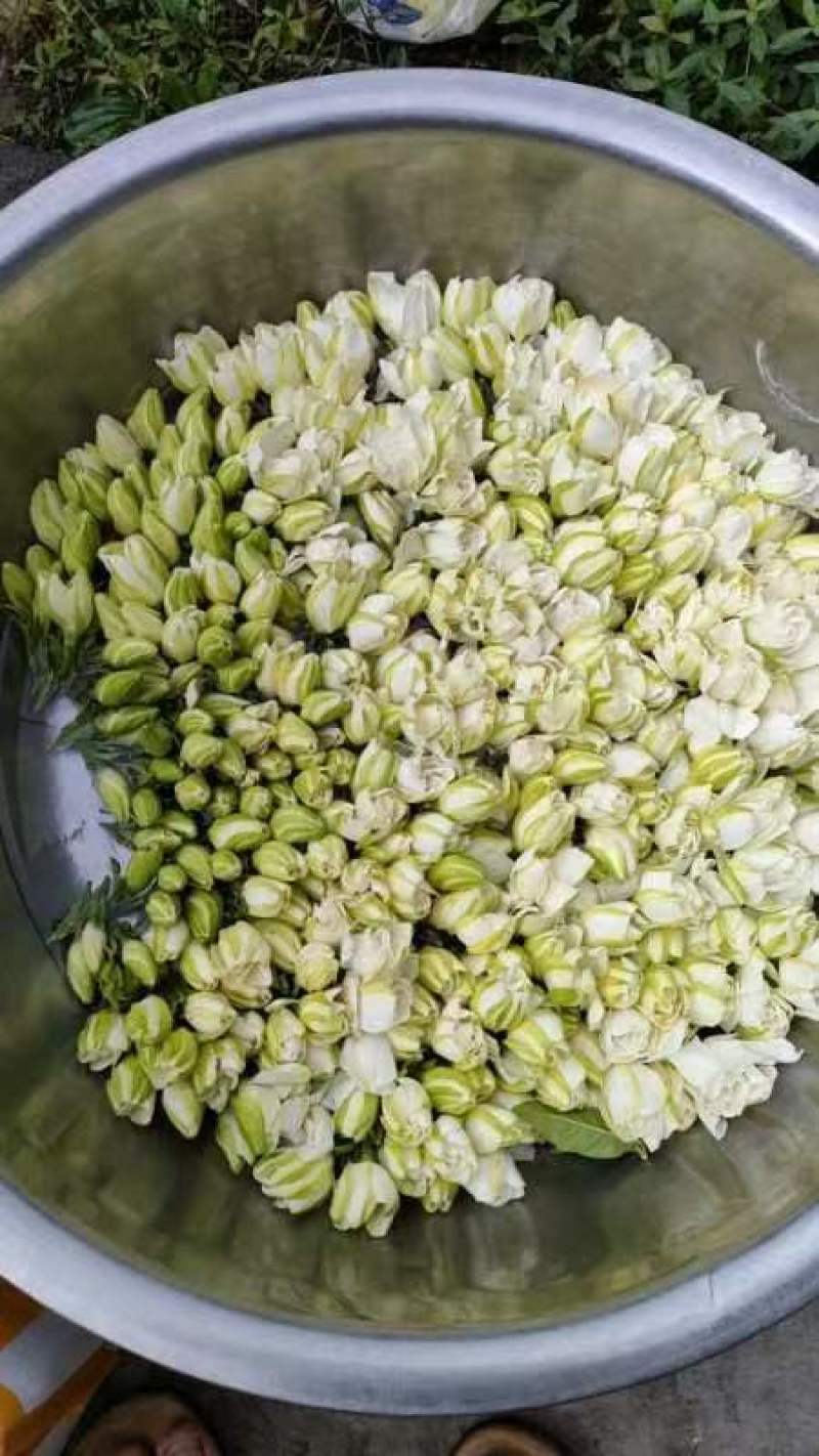 大、中叶栀子鲜花、双层鲜花、球、大量长期实力供应！