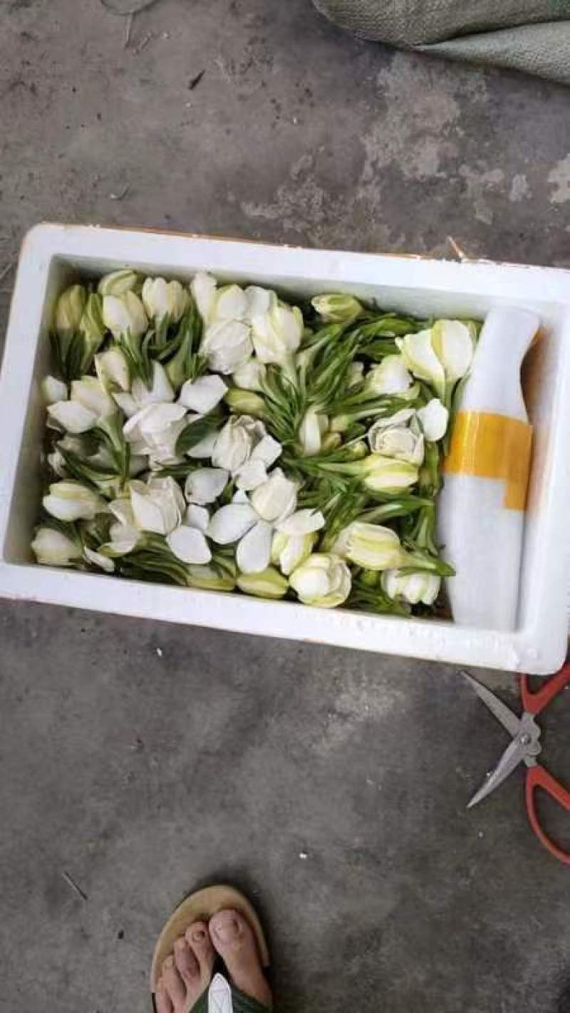 大、中叶栀子鲜花、双层鲜花、球、大量长期实力供应！