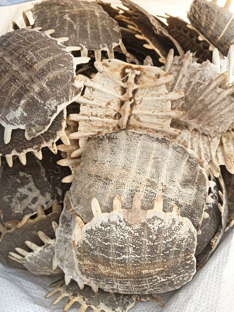 鳖甲鳖甲壳生鳖甲实物实拍批发各种中药材量大优惠
