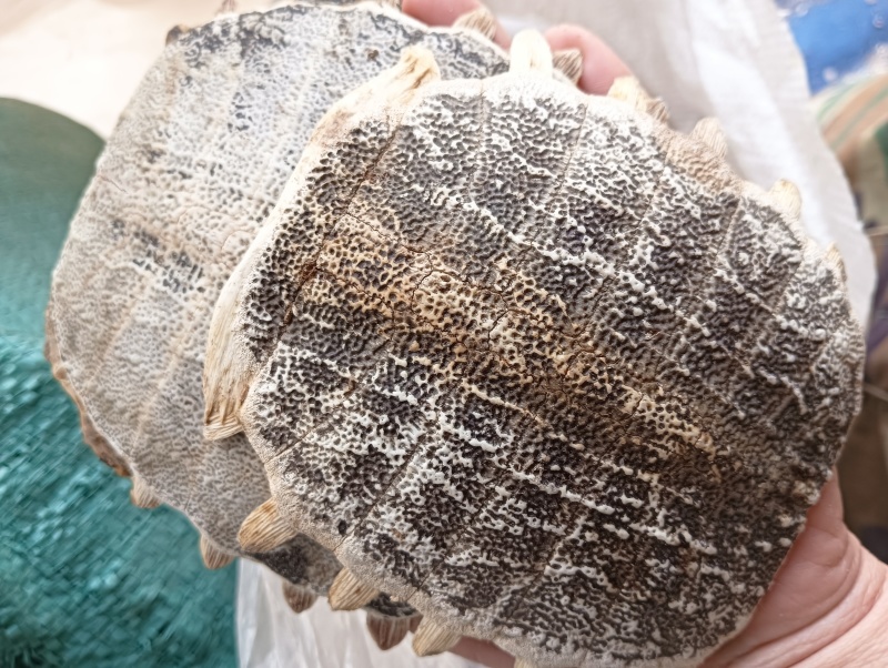 鳖甲鳖甲壳生鳖甲实物实拍批发各种中药材量大优惠