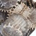 鳖甲鳖甲壳生鳖甲实物实拍批发各种中药材量大优惠