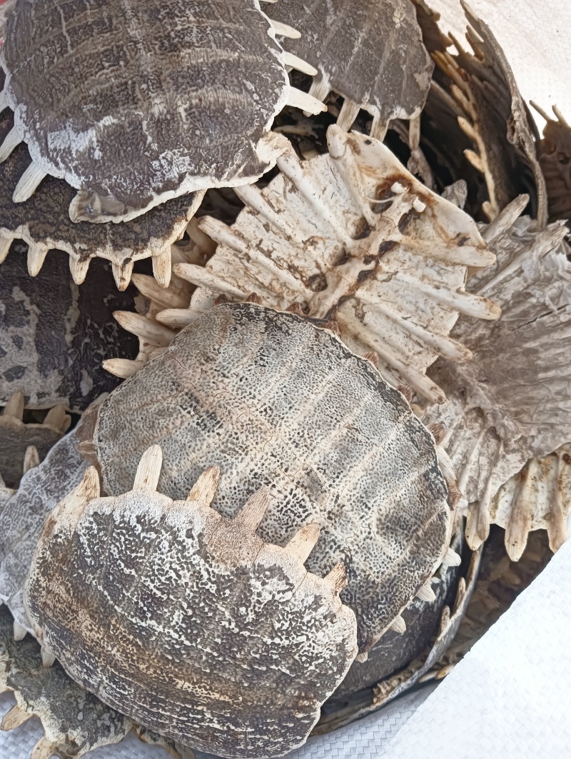 鳖甲鳖甲壳生鳖甲实物实拍批发各种中药材量大优惠