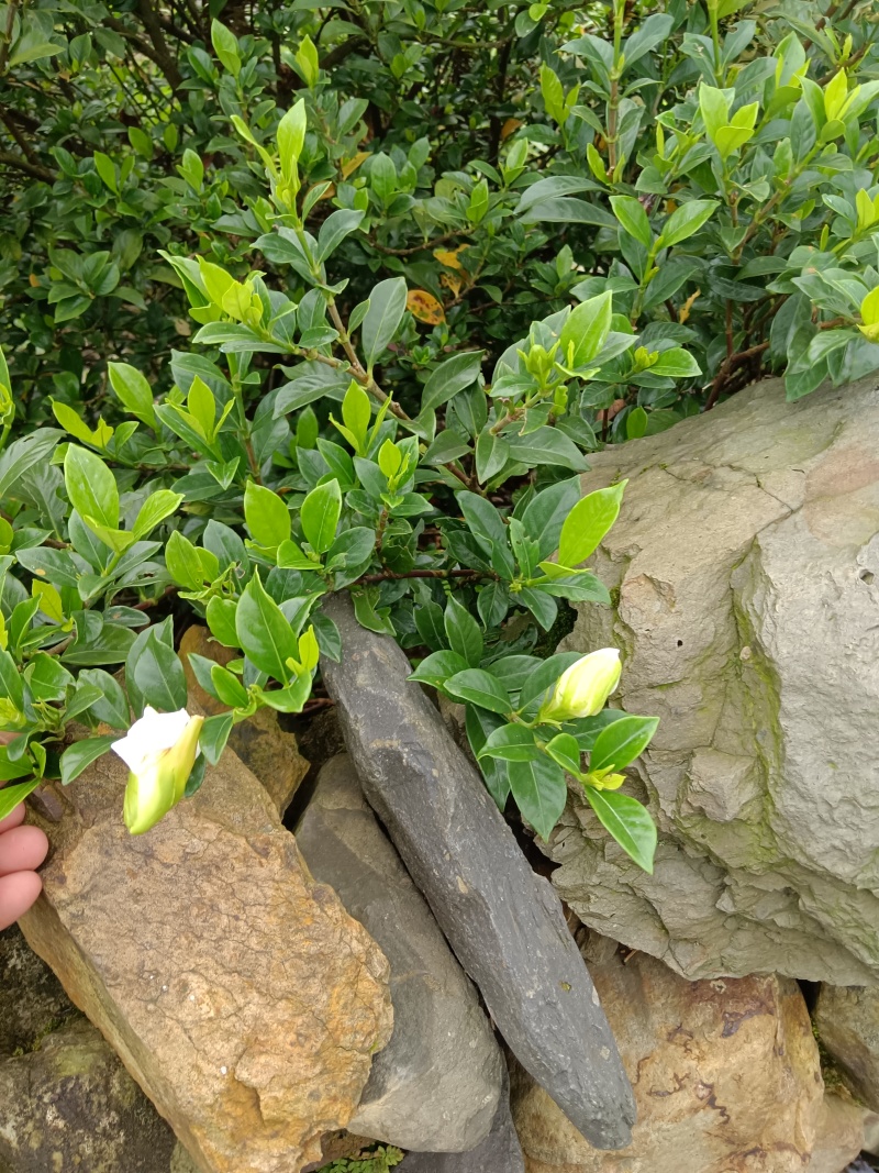 大、中叶栀子鲜花、双层鲜花、球、大量长期实力供应！