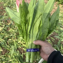 山东曹县邵庄镇精品油麦菜，产地直发，质量精品，欢迎来电