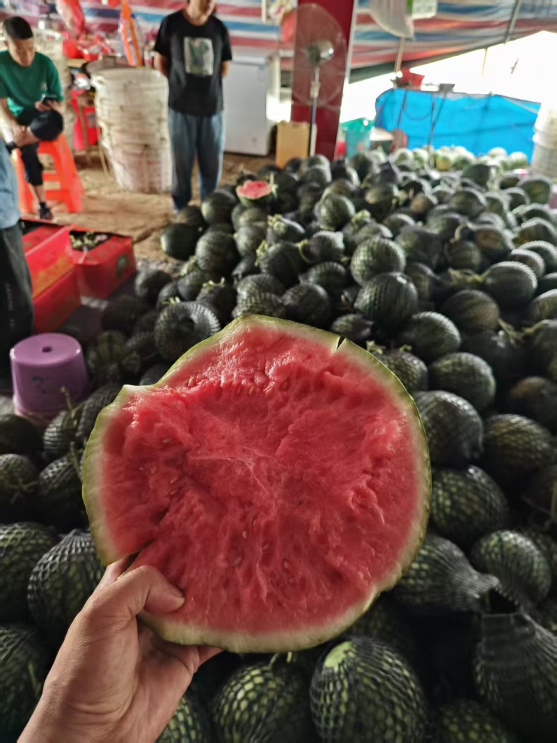 精品麒麟西瓜头茬保质保量有工人有场地可提供食宿一条龙服务