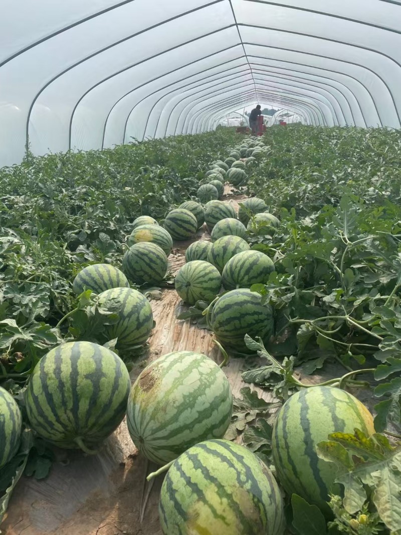 精品麒麟西瓜头茬保质保量有工人有场地可提供食宿一条龙服务