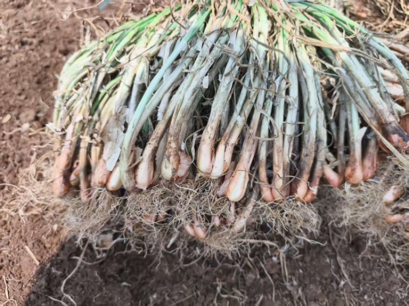 广东湛江徐闻白铁杆小香葱蔬菜种子白葱头阳头四季种植葱种