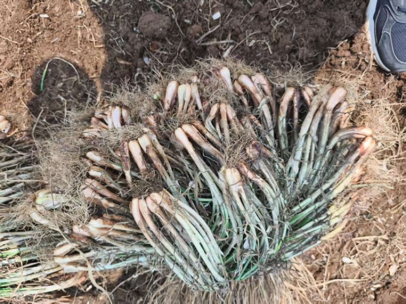广东湛江徐闻白铁杆小香葱蔬菜种子白葱头阳头四季种植葱种
