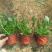 柳叶马鞭草，自家大棚，量大从优，高度10至20，花海用苗