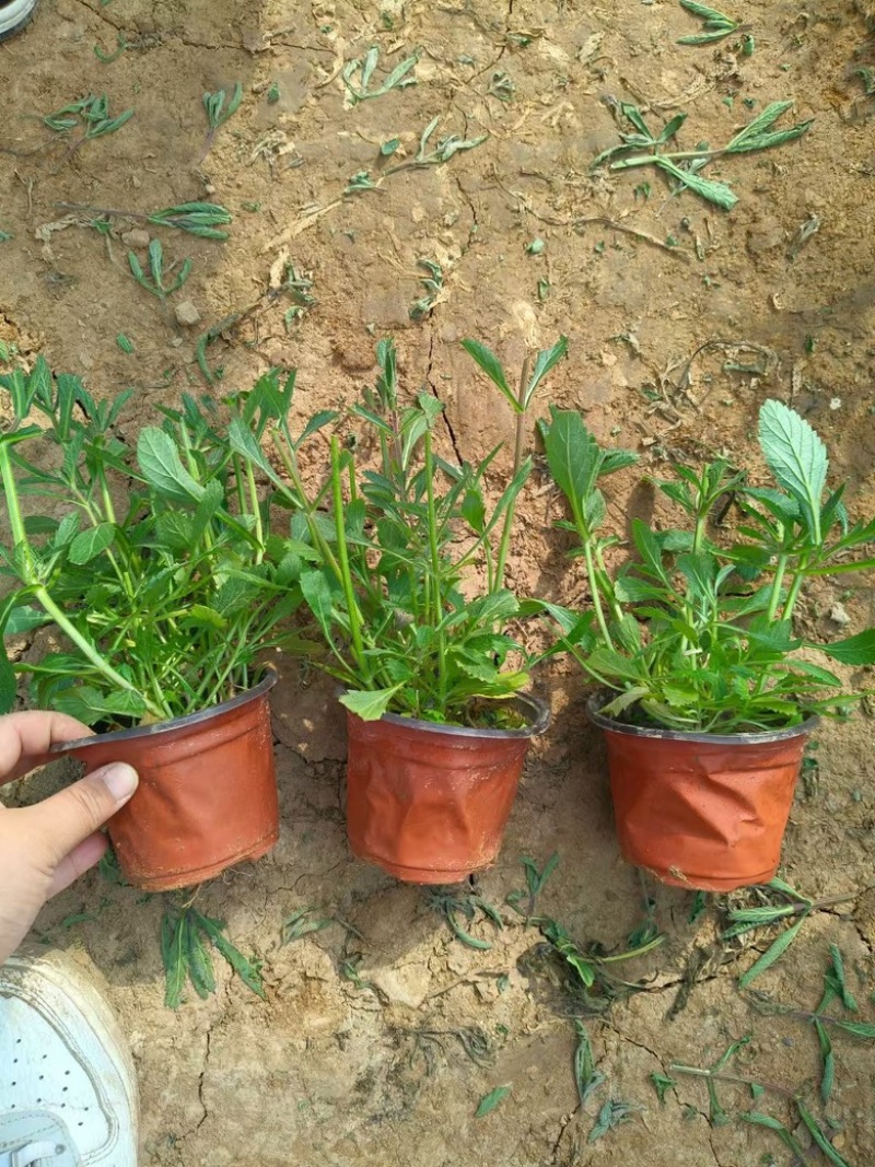 柳叶马鞭草，自家大棚，量大从优，高度10至20，花海用苗
