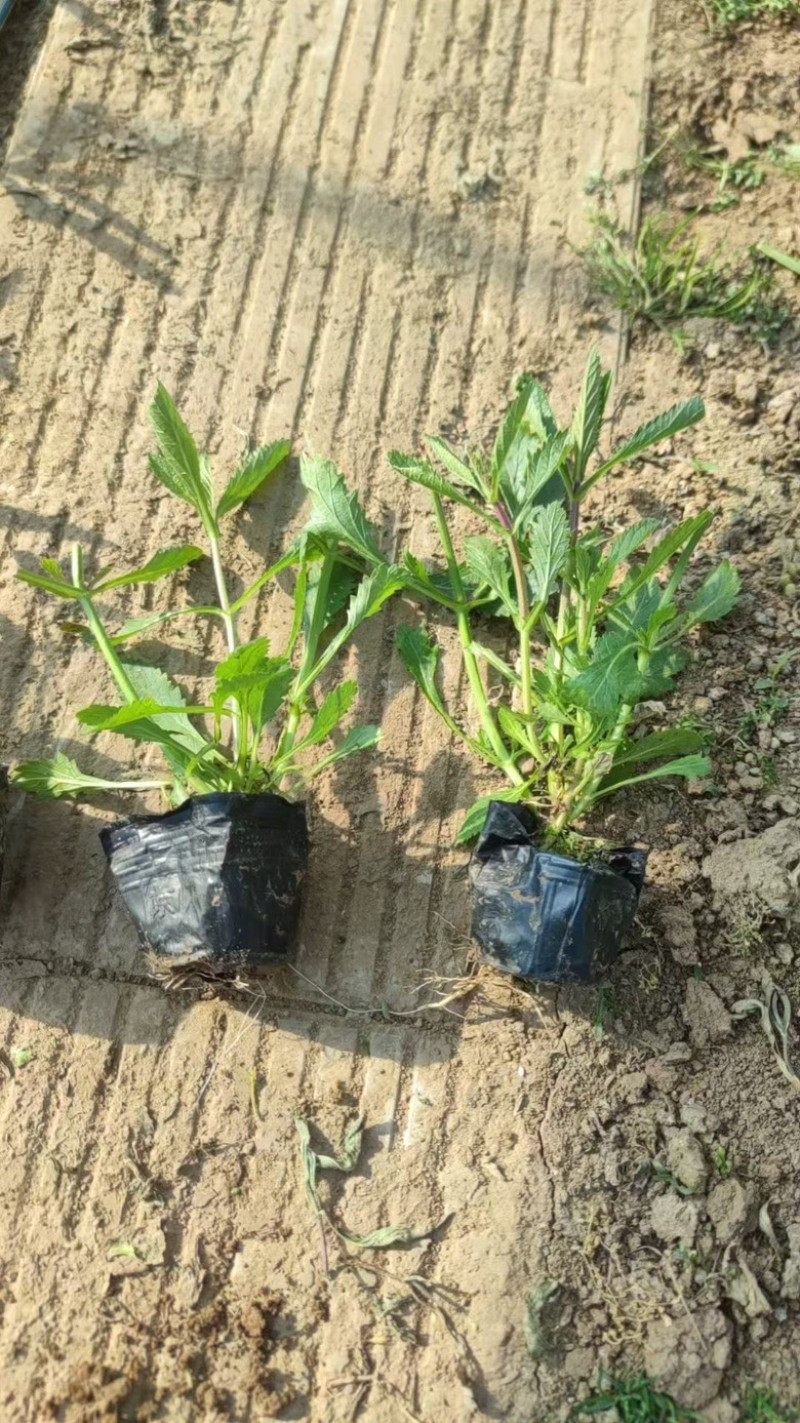 柳叶马鞭草，自家大棚，量大从优，高度10至20，花海用苗