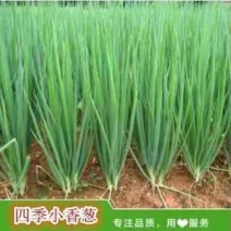 广东湛江徐闻白小香葱