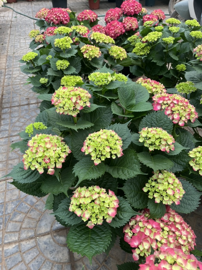 绣球，无尽夏，八仙花，各个规格，颜色多，花镜植物