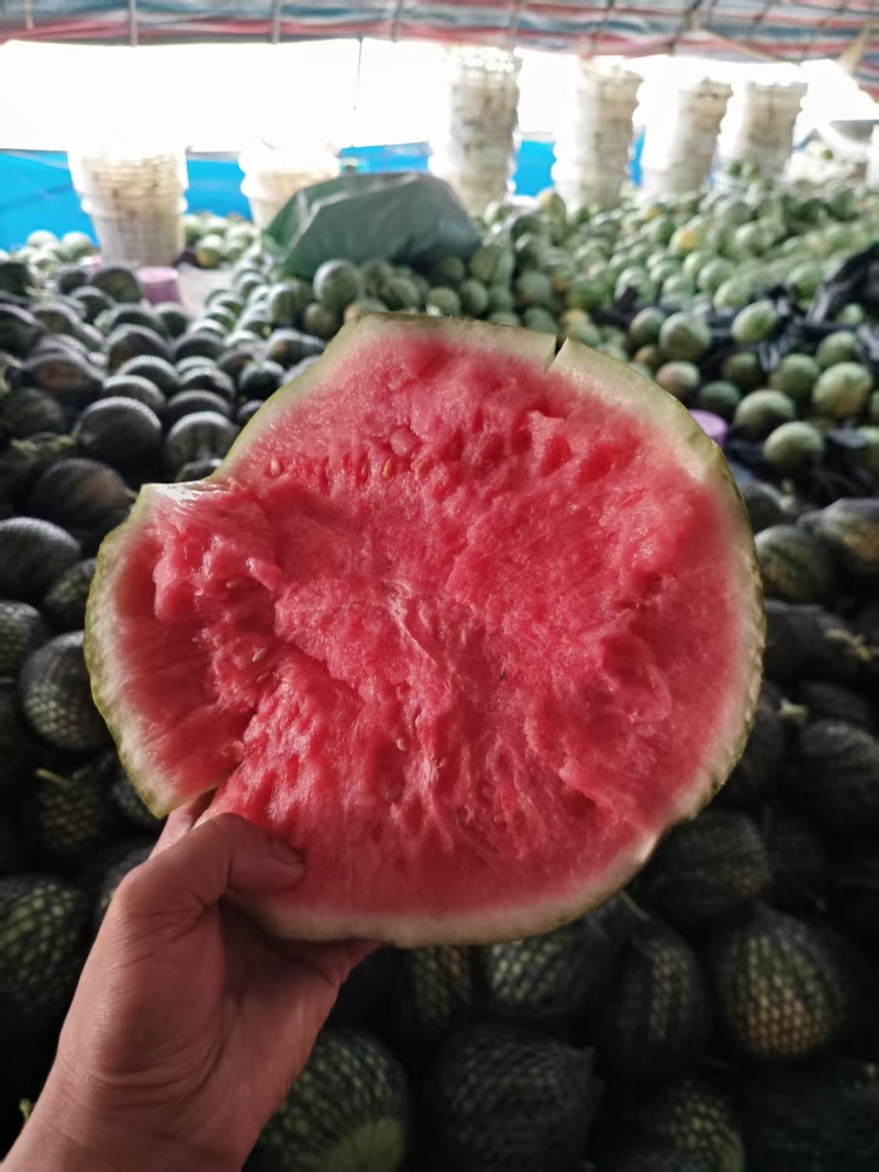 精选美都西瓜麒麟西瓜对接电商市场商超保质保量可售后一条龙