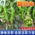 螺丝椒种子-旱熙鲜食一代杂交种皮薄质脆辣度适中