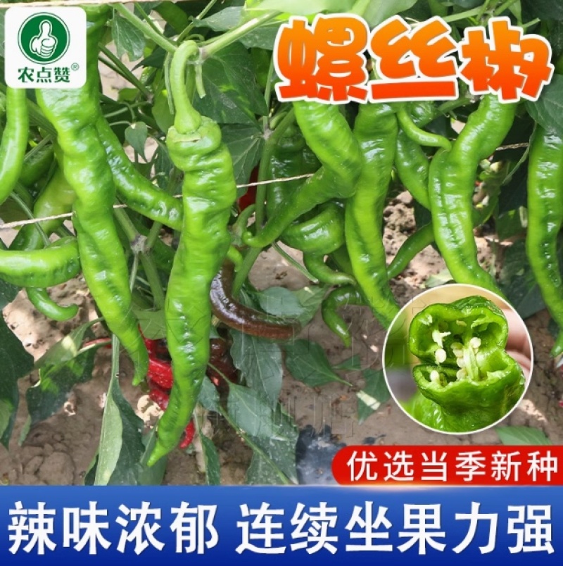 螺丝椒种子-旱熙鲜食一代杂交种皮薄质脆辣度适中