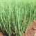 广东湛江徐闻白小香葱
