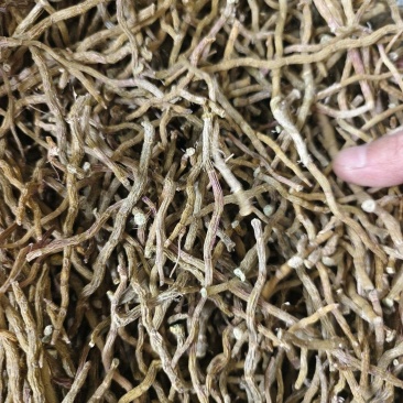 铁皮石斛干条打粉料量大优惠欢迎来电咨询