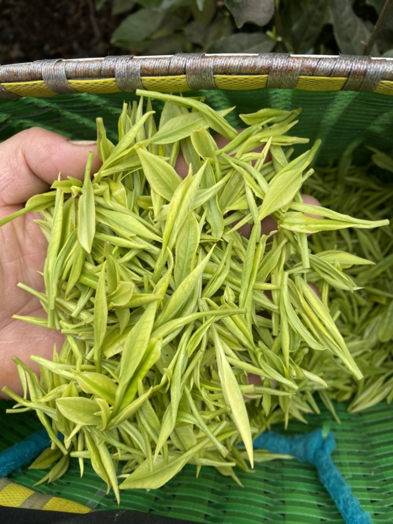 黄金茶，新安1号，新安4号，自家茶园，没有中间商