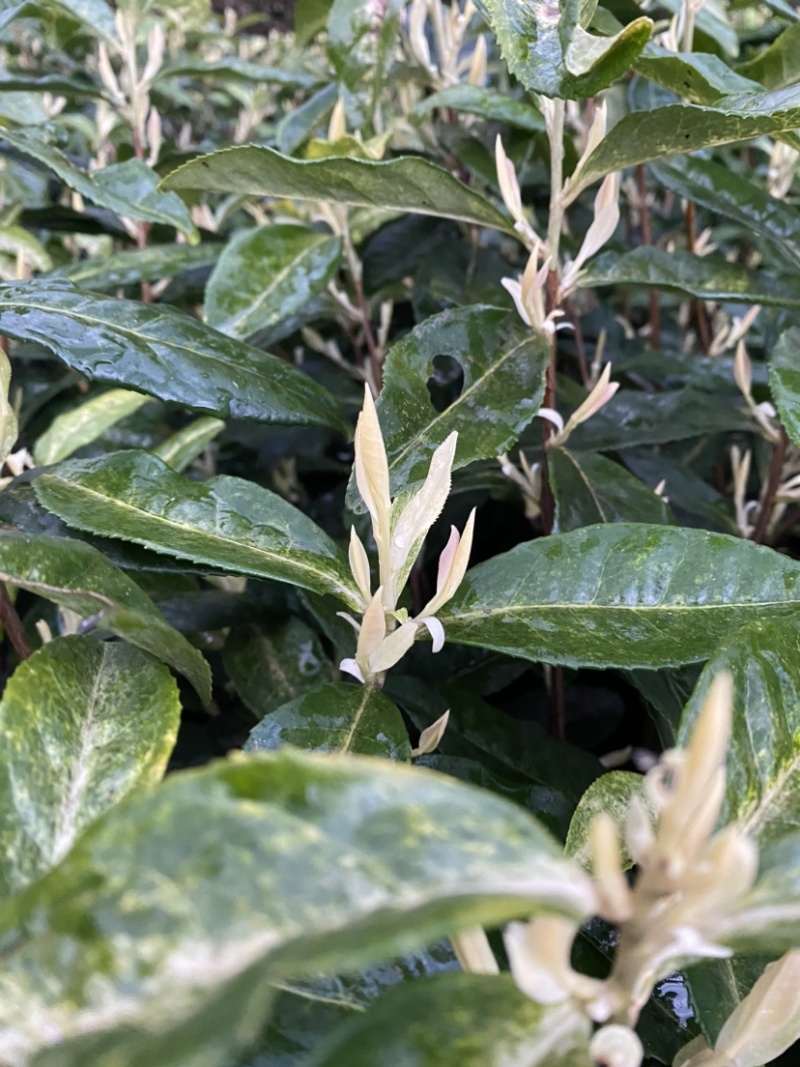 黄金茶，新安1号，新安4号，自家茶园，没有中间商