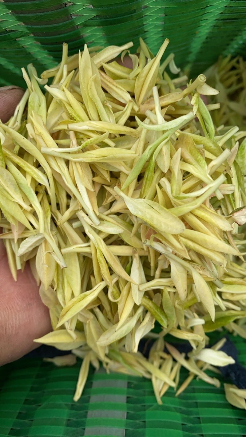 黄金茶，新安1号，新安4号，自家茶园，没有中间商