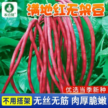 豇豆种子-不用搭架无丝无筋肉厚脆嫩