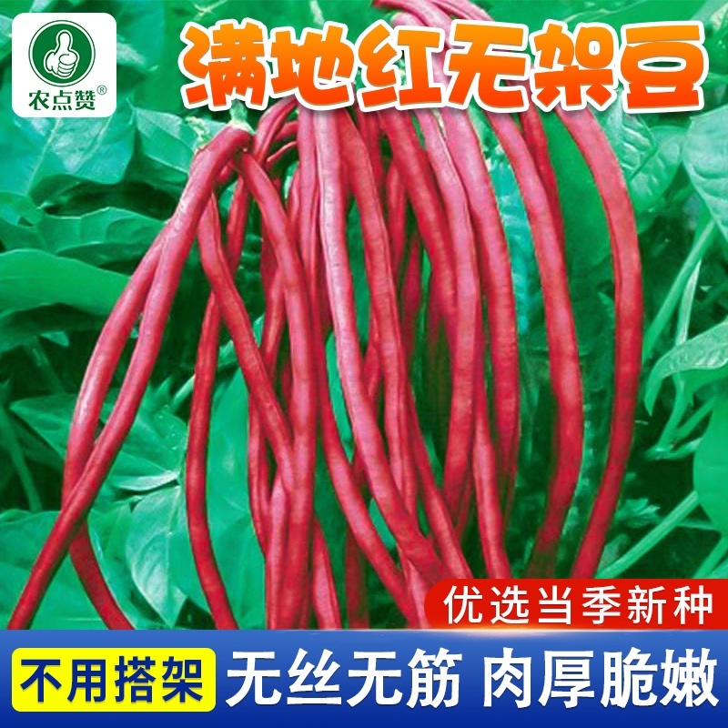 豇豆种子-不用搭架无丝无筋肉厚脆嫩