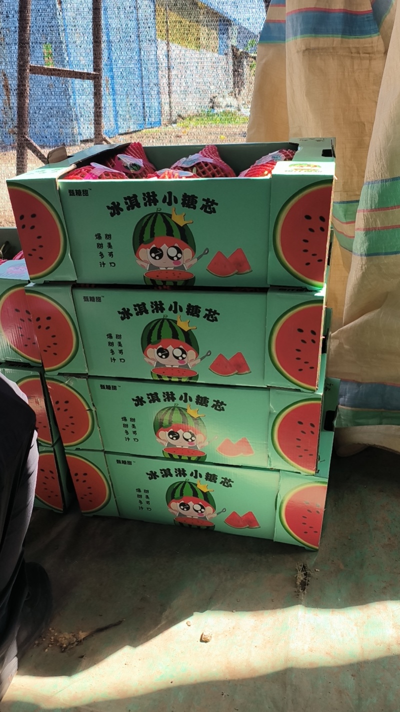 山东省青州市嘎嘎甜的小糖丸西瓜/量大从优/产地直发