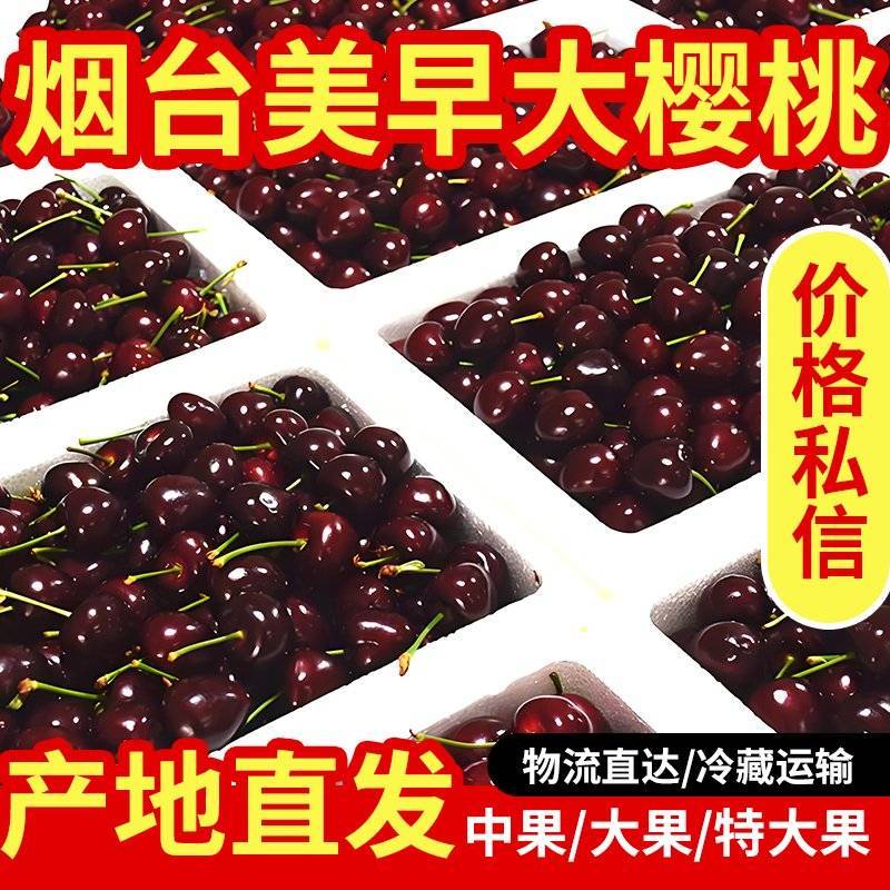 烟台美早大樱桃现摘现发全国批发零售量大私聊
