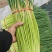 河南【红帽蒜薹】可供各种规格蒜苔/可按需加工/产地直发/