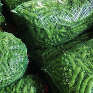 日本大蚕豆量大