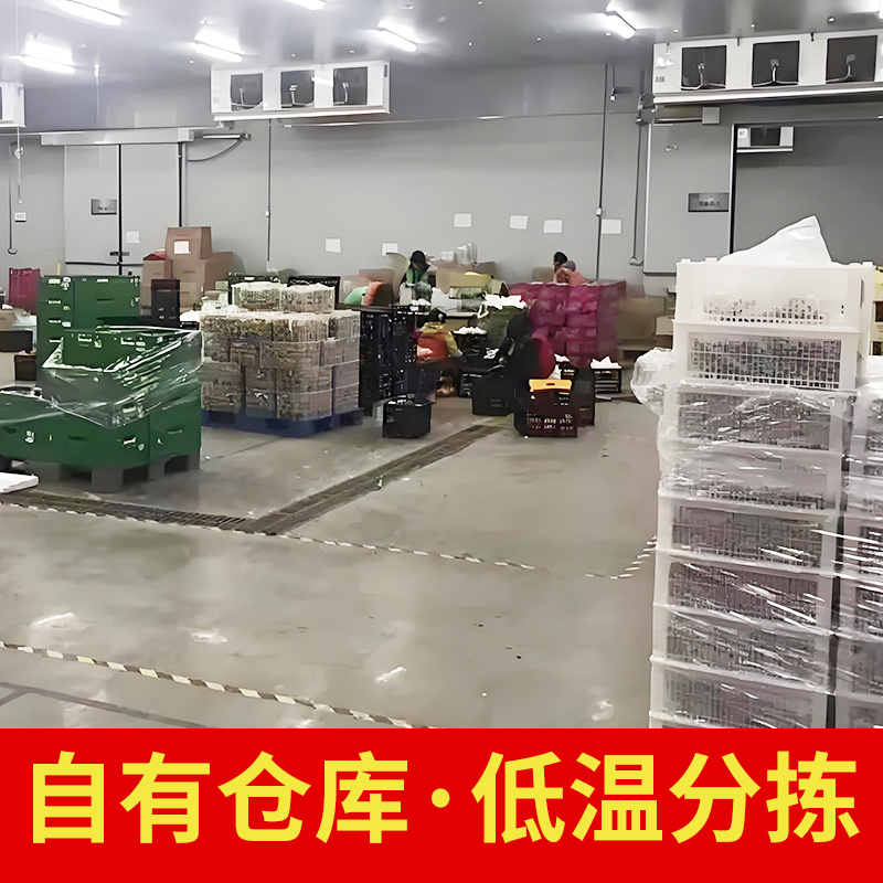 烟台美早大樱桃现摘现发全国批发零售量大私聊