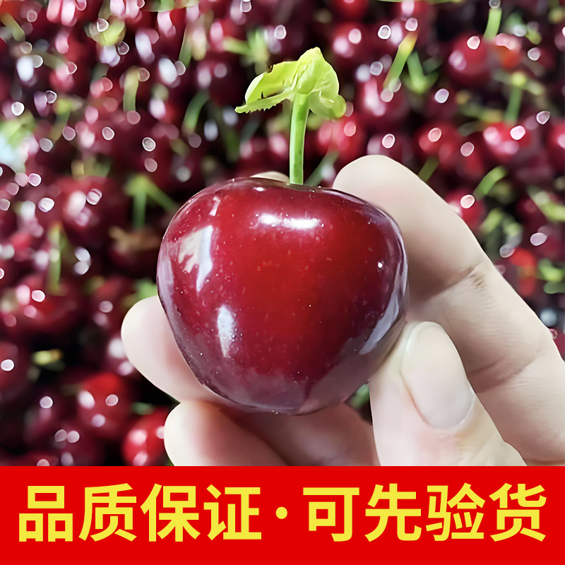 烟台美早大樱桃现摘现发全国批发零售量大私聊