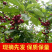 烟台美早大樱桃现摘现发全国批发零售量大私聊