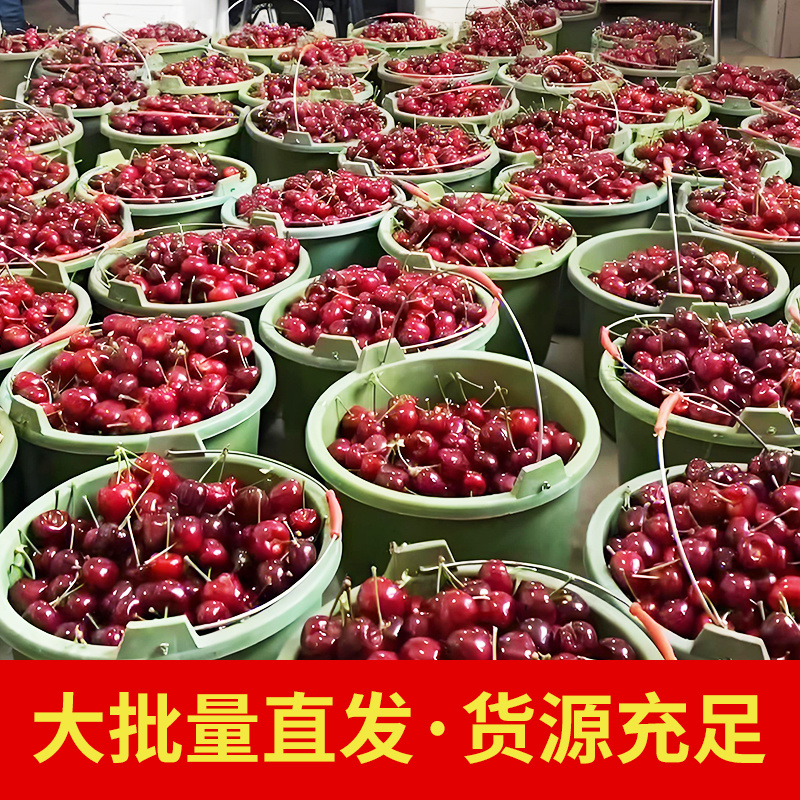 烟台美早大樱桃现摘现发全国批发零售量大私聊