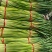 河南【红帽蒜薹】采购农户精品/可按需加工/产地直发、