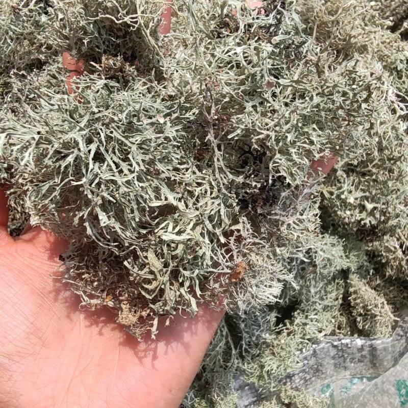 【热卖】野生树花菜，树皮菜树胡子鲜鲜干货无硫