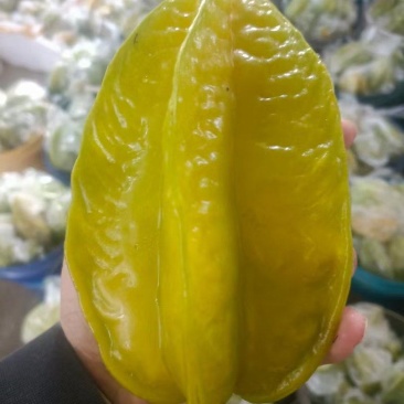 杨桃。每天当天收当天发货，可以定制果，可以做礼包，青黄果