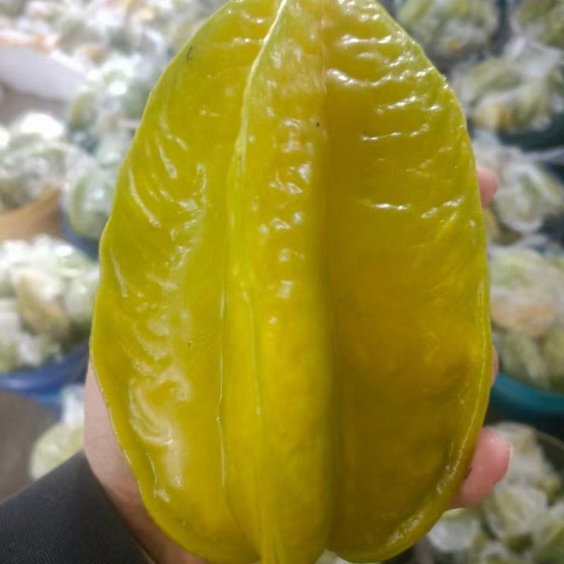 杨桃。每天当天收当天发货，可以定制果，可以做礼包，青黄果