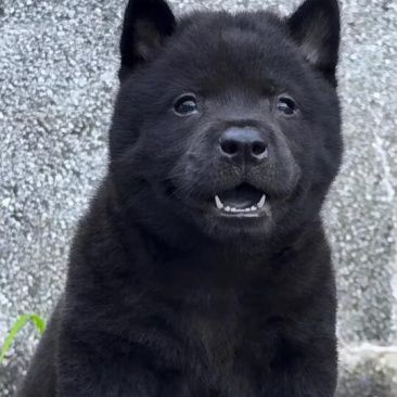 纯种五黑犬疫苗驱虫已做好看家护院镇宅辟邪
