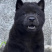 纯种五黑犬疫苗驱虫已做好看家护院镇宅辟邪