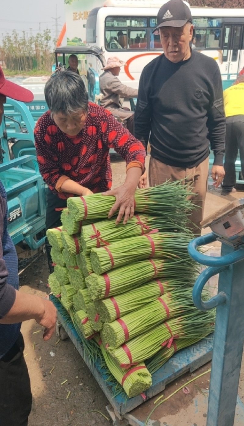 【实力供应】开封红帽干薹无泡水，产地一手货源大量上市