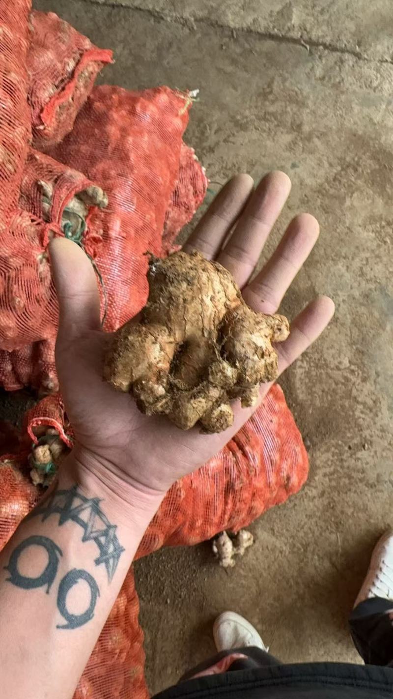 老姜头黄姜白姜