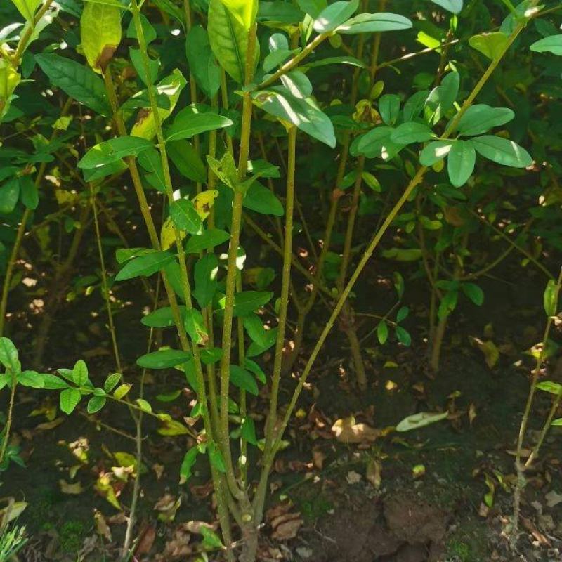 【推荐】水蜡水蜡苗一手货源量大价优可视频看货欢迎来电咨询