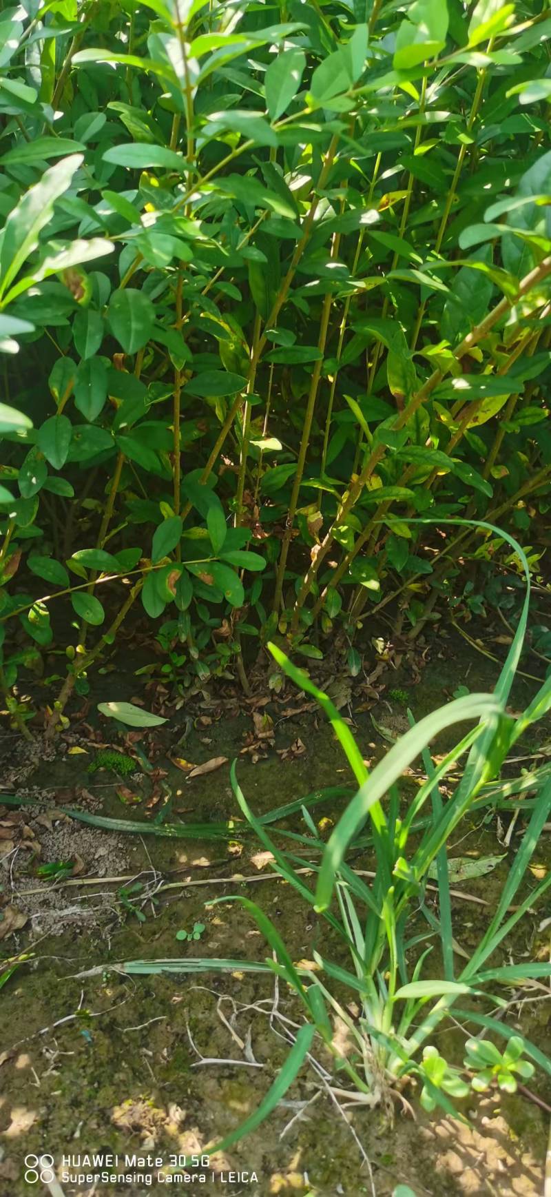 【推荐】水蜡水蜡苗一手货源量大价优可视频看货欢迎来电咨询