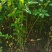 【推荐】水蜡水蜡苗一手货源量大价优可视频看货欢迎来电咨询