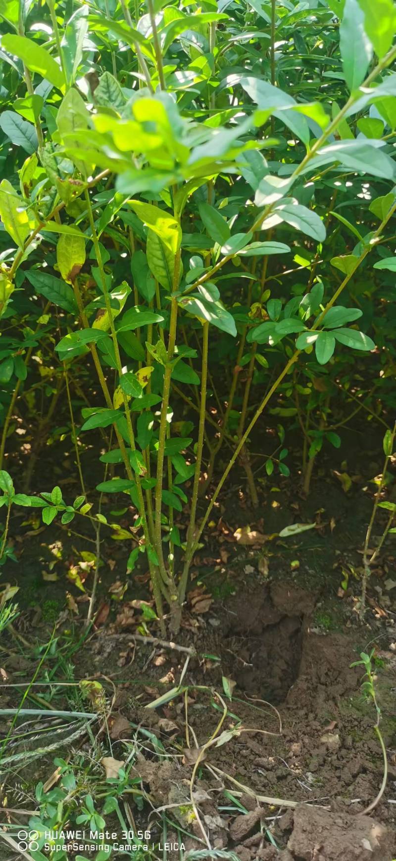 【推荐】水蜡水蜡苗一手货源量大价优可视频看货欢迎来电咨询
