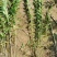 【推荐】水蜡水蜡苗一手货源量大价优可视频看货欢迎来电咨询