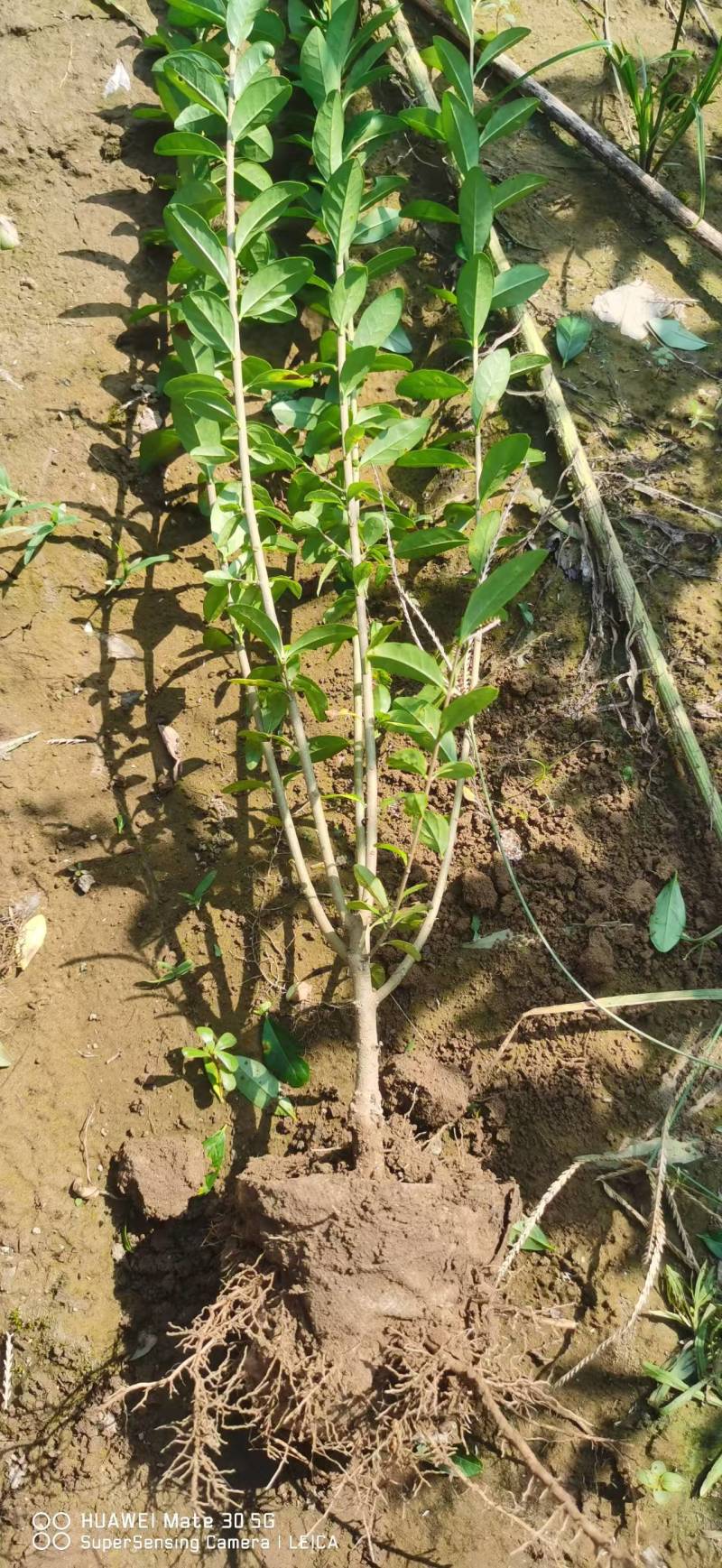 【推荐】水蜡水蜡苗一手货源量大价优可视频看货欢迎来电咨询